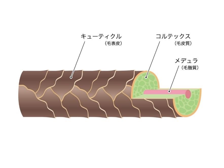 髪の基本構造