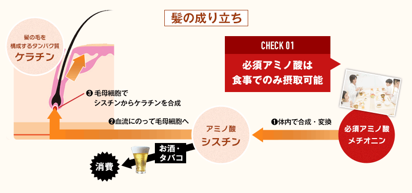 髪の成り立ちの図