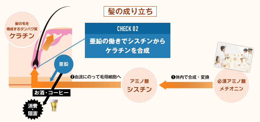 髪の成り立ちの図