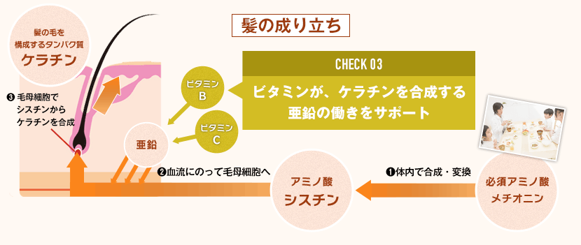 髪の成り立ちの図